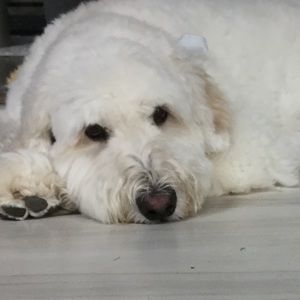 Meet your Posher, Blakely